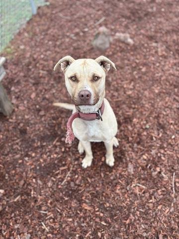 BONDS - American Pit Bull Terrier available for adoption