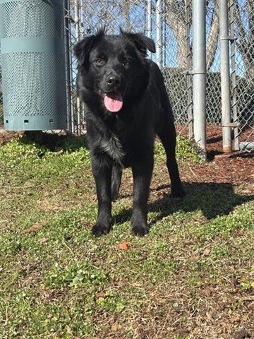 WREN - Border Collie available for adoption