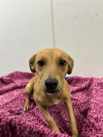 JADE - Black Mouth Cur available for adoption