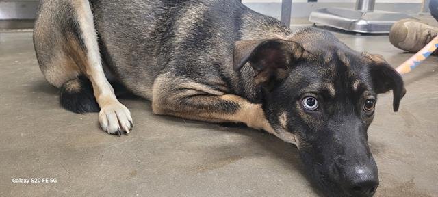 JEWELL - Siberian Husky available for adoption