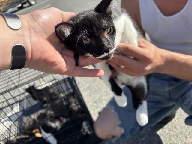 ARIEL - Domestic Short Hair available for adoption