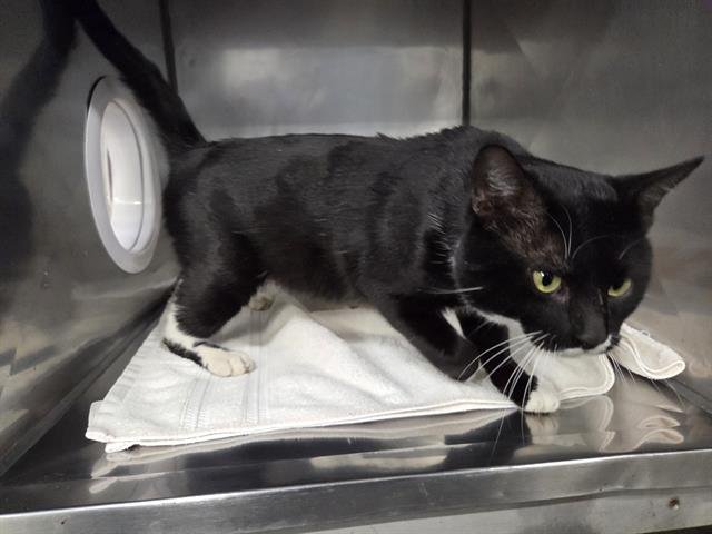 BALTHAZAR - Domestic Short Hair available for adoption