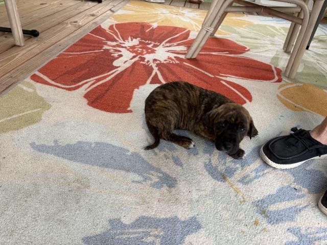 COPPER - Bulldog available for adoption