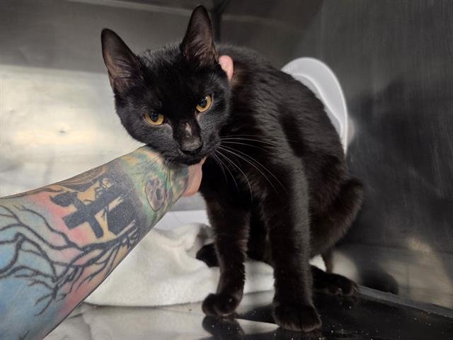 MITTENS - Domestic Short Hair available for adoption