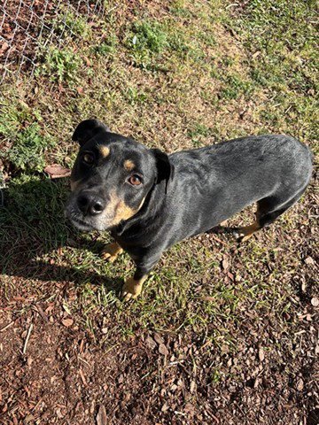 TESLA - Terrier available for adoption