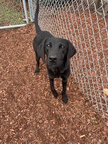 LAINEY - Labrador Retriever available for adoption