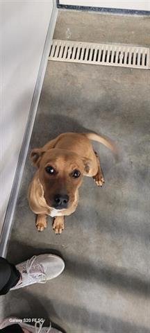 LAVENDER - Hound available for adoption