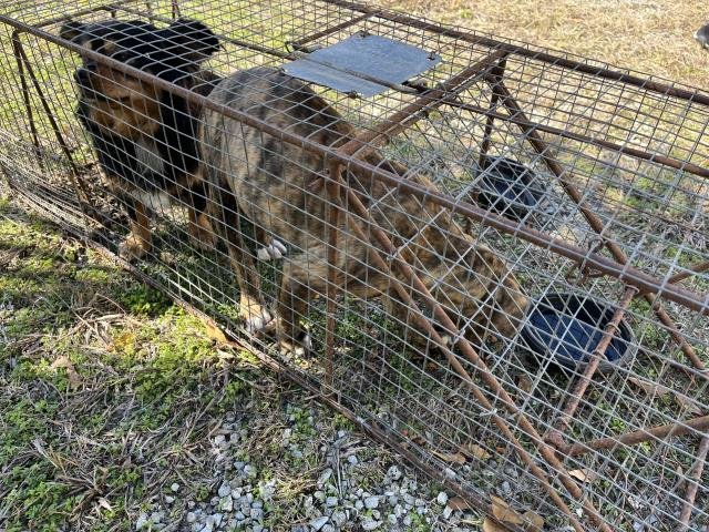 LYDIA - Pit Bull Terrier available for adoption