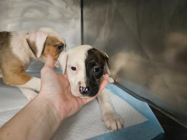 CLAIRE - Terrier available for adoption