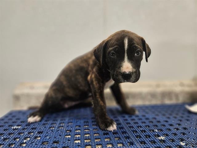 PINTO BEAN - Bulldog available for adoption