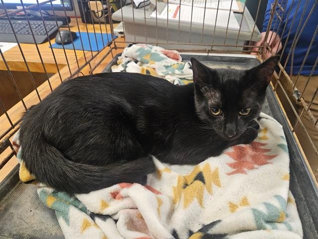 SPOOKY - Domestic Short Hair available for adoption