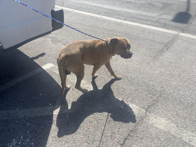 LOGAN - Bulldog available for adoption