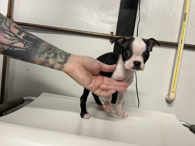 KEHLANI - Boston Terrier available for adoption