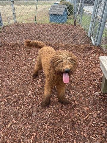 NALA - Poodle (Standard) available for adoption