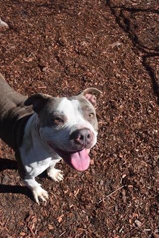 POLO - Bulldog available for adoption