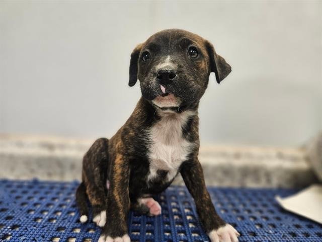 NAVY BEAN - Bulldog available for adoption