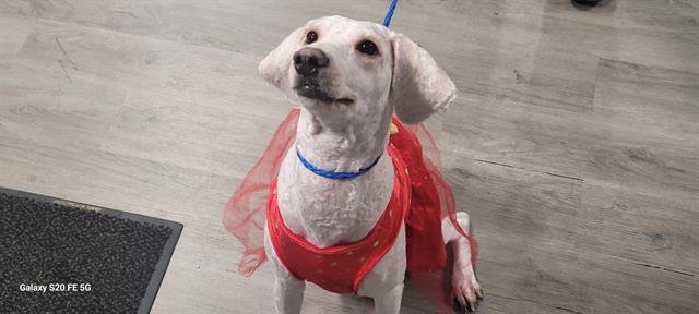 RAPUNZEL - Poodle (Standard) available for adoption