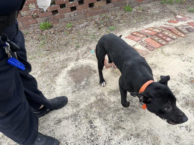 SEPTEMBER - Labrador Retriever available for adoption