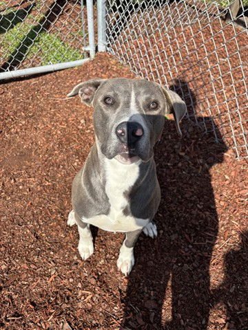 RUFUS - Pit Bull Terrier available for adoption