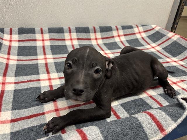 HAZELNUT - Labrador Retriever available for adoption