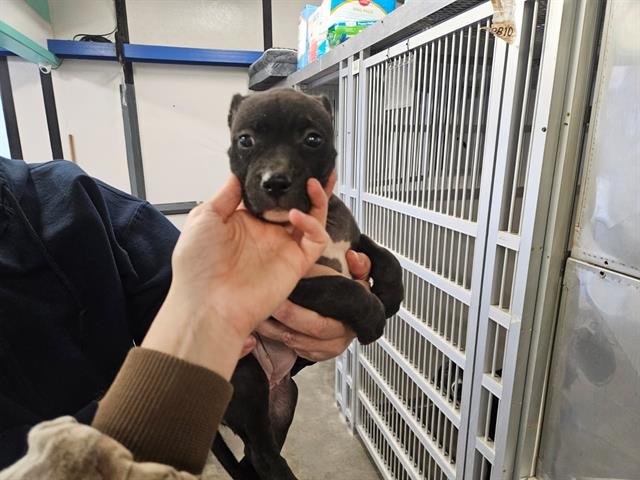 SMILEY - Pit Bull Terrier available for adoption