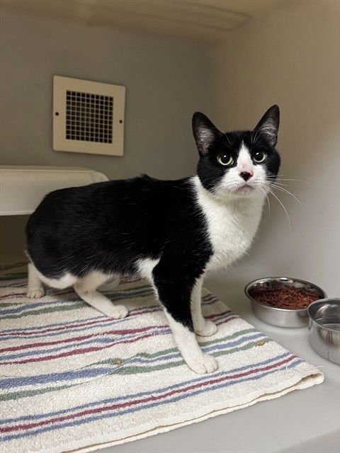 SUSIE - Domestic Short Hair available for adoption