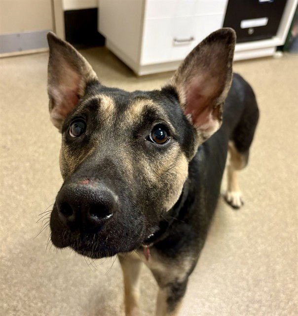 MINNIE - German Shepherd Dog available for adoption