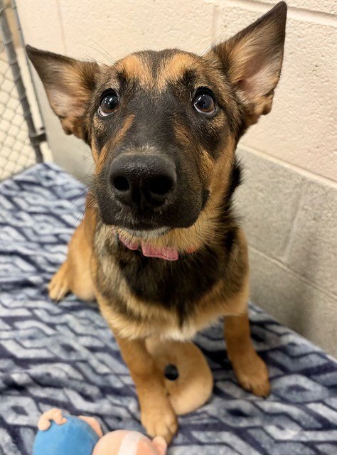 ARABELLA - German Shepherd Dog / Siberian Husky available for adoption