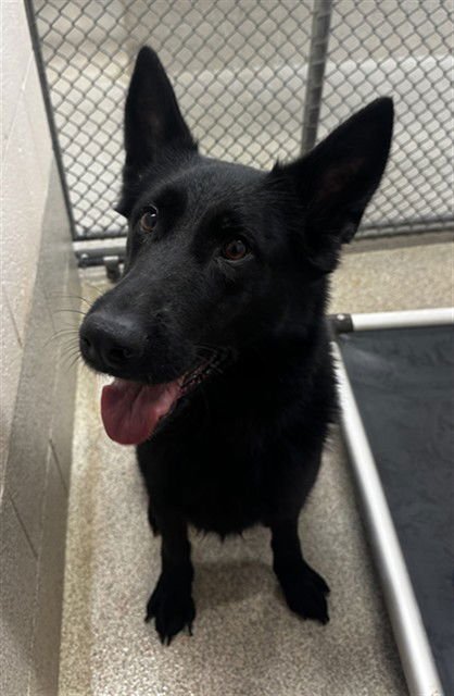 WENDY - German Shepherd Dog available for adoption