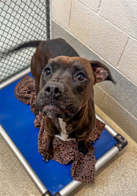 PJ - Pit Bull Terrier available for adoption