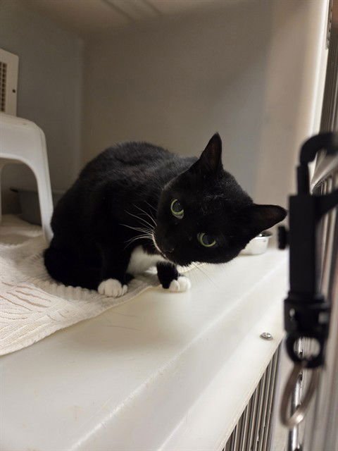 NIKKI - Domestic Short Hair available for adoption