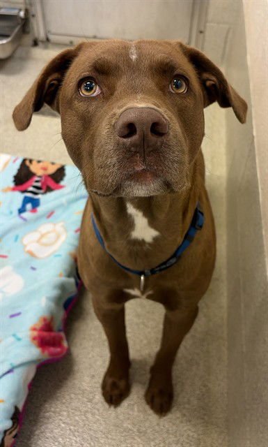 CAPTAIN CRUNCH - Labrador Retriever available for adoption