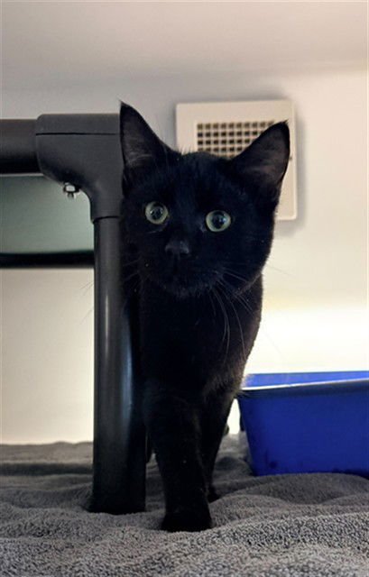 SANTIAGO - Domestic Short Hair available for adoption