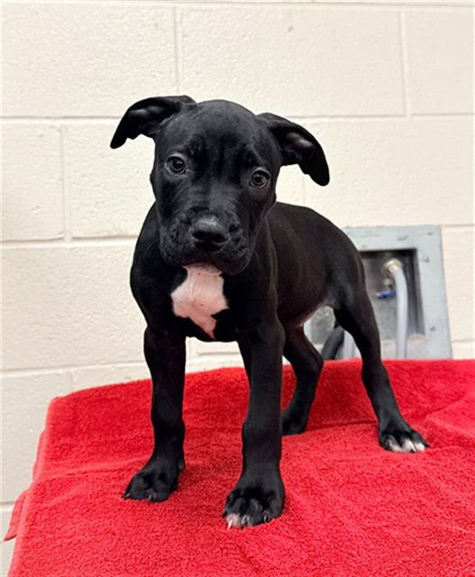 LACERTA - Pit Bull Terrier available for adoption