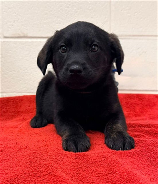 BULLFROG - Labrador Retriever available for adoption