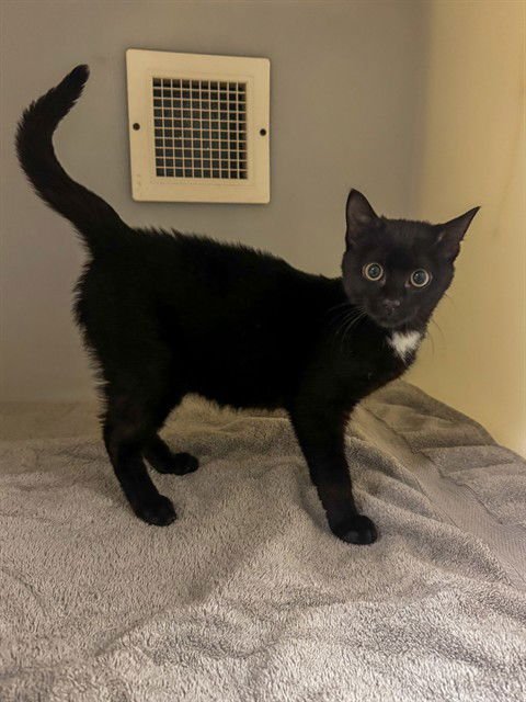 GAUZE - Domestic Short Hair available for adoption