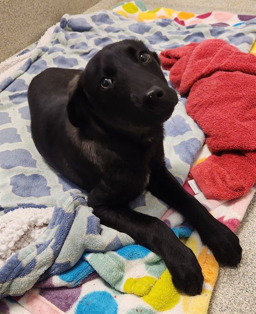 STONE - Labrador Retriever available for adoption