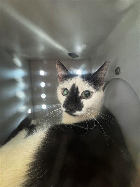 GENEVIEVE - Domestic Short Hair available for adoption