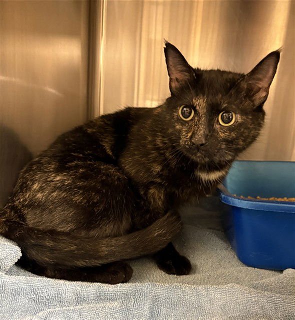 TWIX - Domestic Short Hair available for adoption