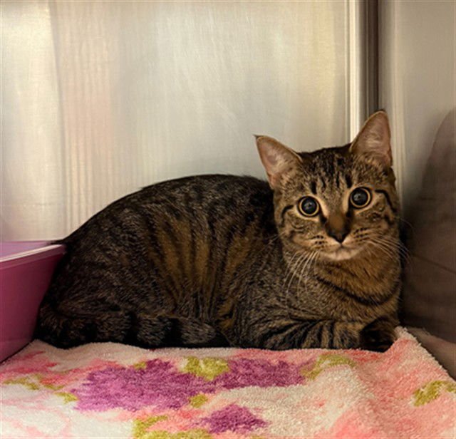 PEONY - Domestic Short Hair available for adoption