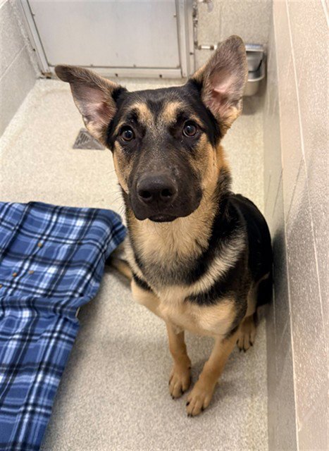 LEVI - Belgian Shepherd Malinois / German Shepherd Dog available for adoption