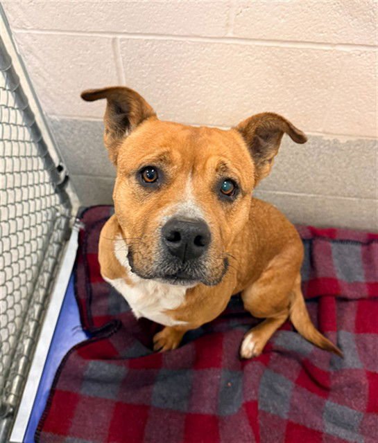 CANNOLI - Terrier available for adoption