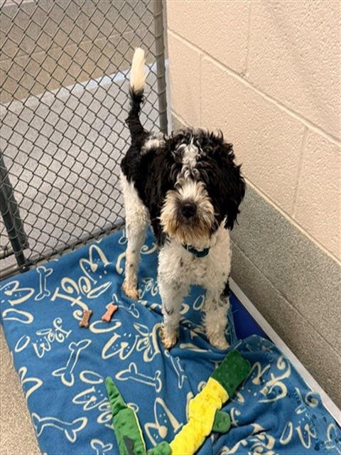 IZZY - Poodle (Miniature) available for adoption