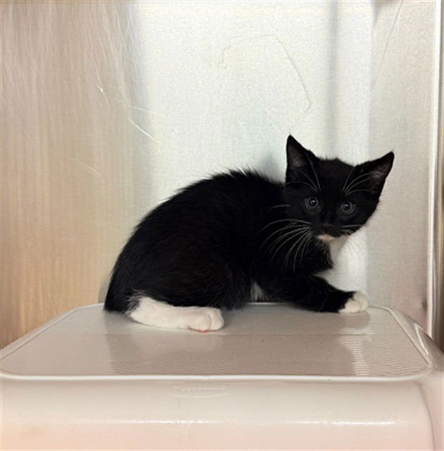 GRADY - Domestic Short Hair available for adoption