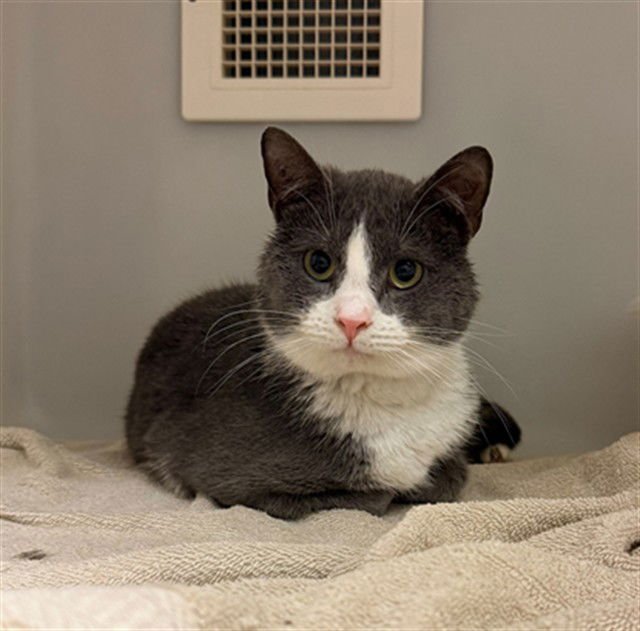 BOOTY - Domestic Short Hair available for adoption