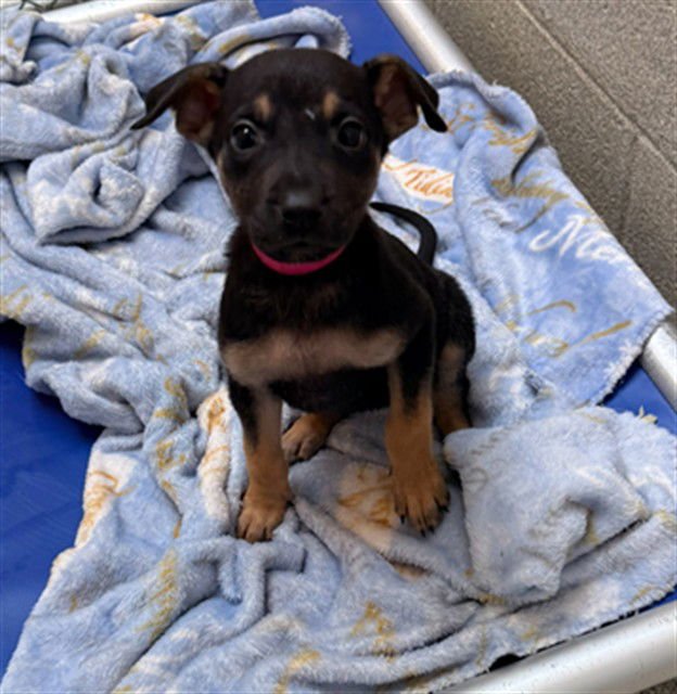 HOWLITE - German Shepherd Dog available for adoption