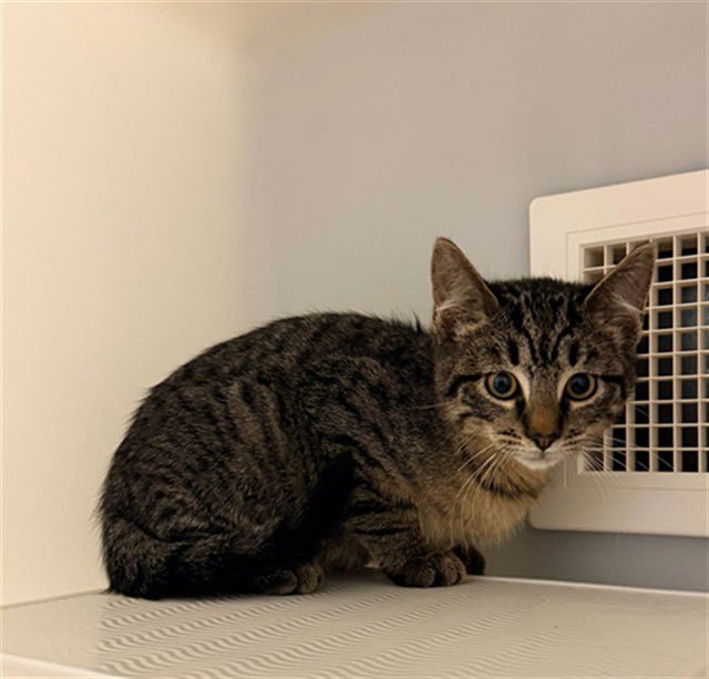 CEDRIC - Domestic Short Hair available for adoption