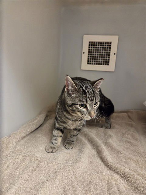 MELLOW - Domestic Short Hair available for adoption