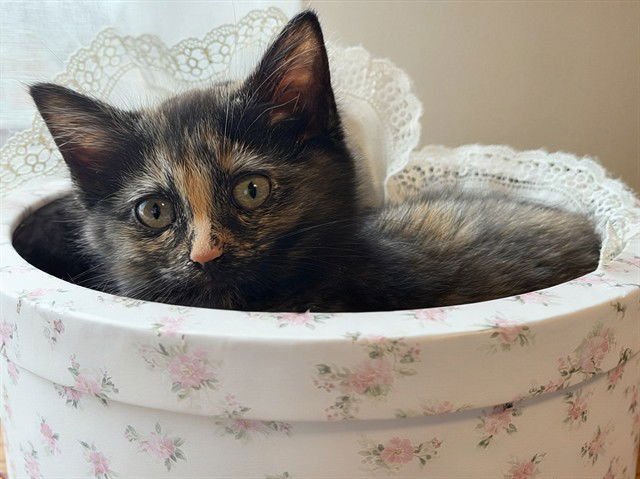 BROWNIE - Domestic Short Hair available for adoption