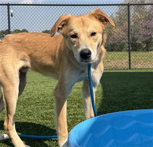 CAESAR - Labrador Retriever / Collie available for adoption